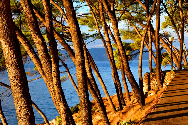 stromy na pobřeží